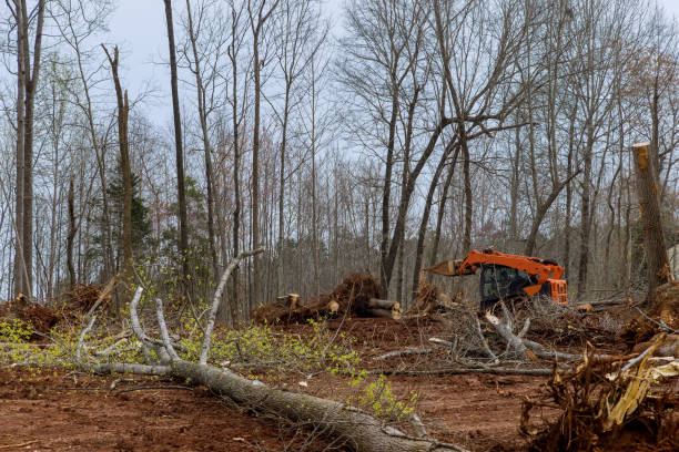 Best Tree Mulching  in Dayton, TN